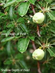 depth-of-field-apples